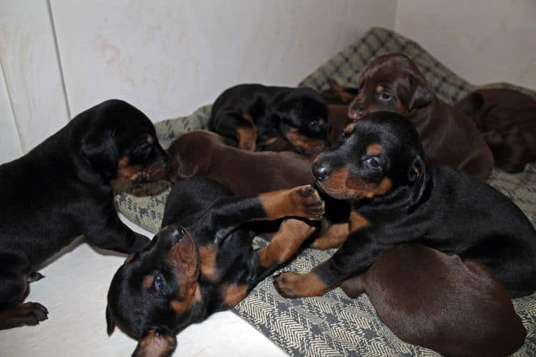 3 week old dobe pups black and rust, red and rust; champion sired