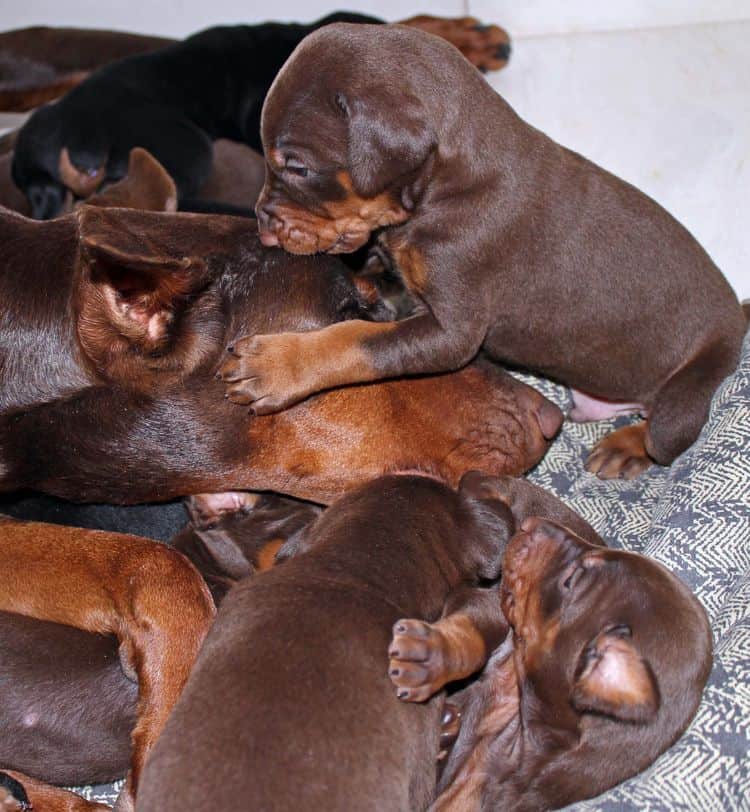 3 week old dobe pups black and rust, red and rust; champion sired