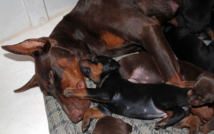 3 week old dobe pups black and rust, red and rust; champion sired