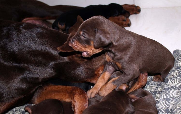 3 week old dobe pups black and rust, red and rust; champion sired