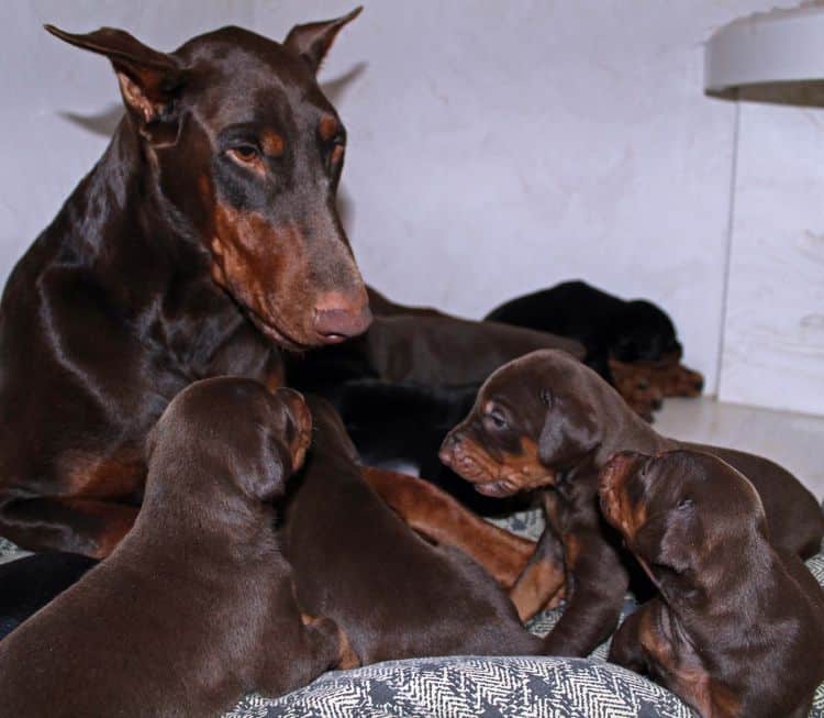 3 week old dobe pups black and rust, red and rust; champion sired