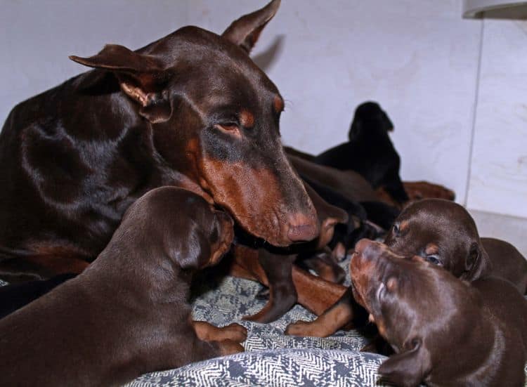 3 week old dobe pups black and rust, red and rust; champion sired