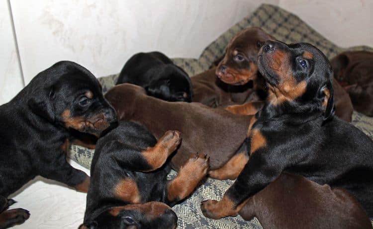 3 week old dobe pups black and rust, red and rust; champion sired