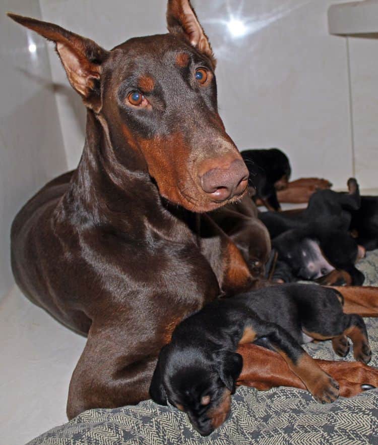 3 week old dobe pups black and rust, red and rust; champion sired