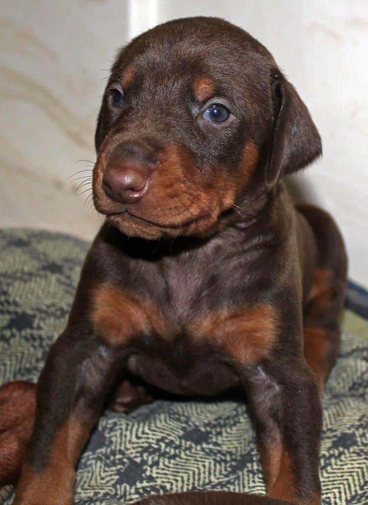 3 week old dobe pups black and rust, red and rust; champion sired