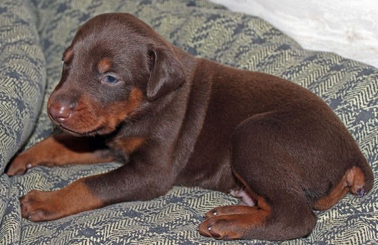 3 week old dobe pups black and rust, red and rust; champion sired