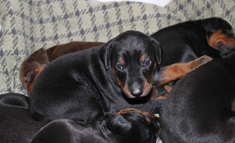 3 week old dobe pups black and rust, red and rust; champion sired