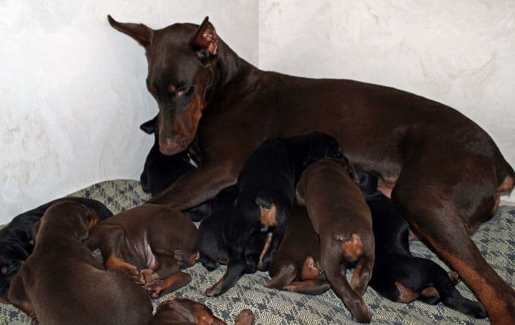 3 week old dobe pups black and rust, red and rust; champion sired