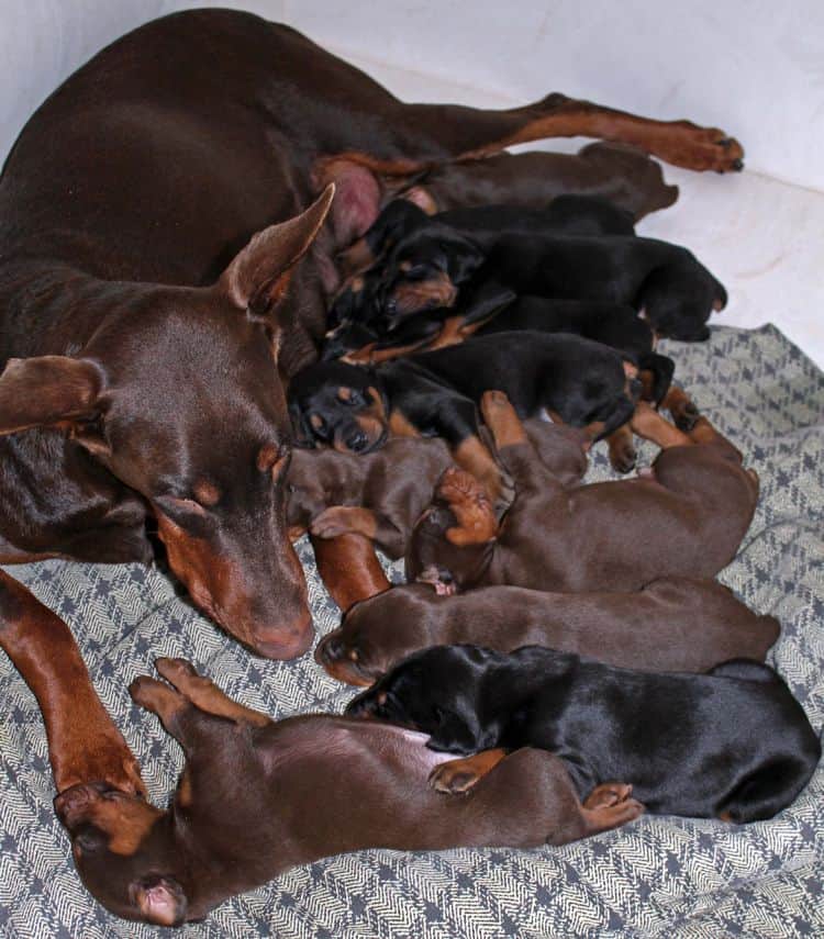 3 week old dobe pups black and rust, red and rust; champion sired