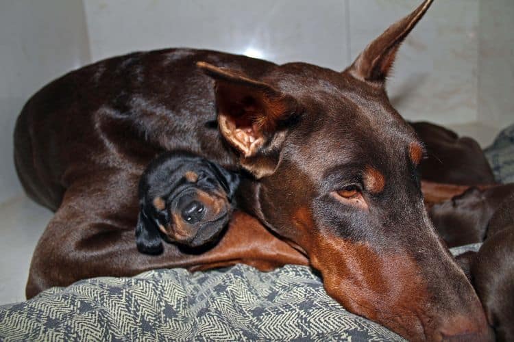 3 week old dobe pups black and rust, red and rust; champion sired