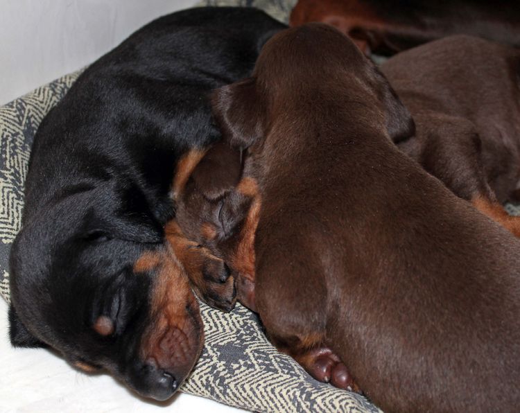 3 week old dobe pups black and rust, red and rust; champion sired