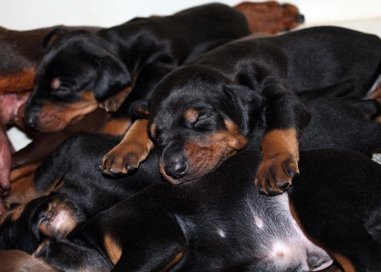 2 week old dobie pups black and rust, red and rust; champion sired