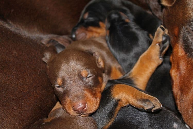 3 week old dobe pups black and rust, red and rust; champion sired