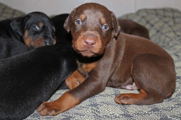 3 week old dobe pups black and rust, red and rust; champion sired