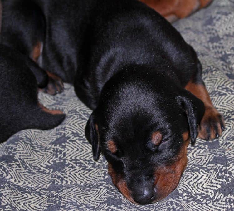 3 week old dobe pups black and rust, red and rust; champion sired