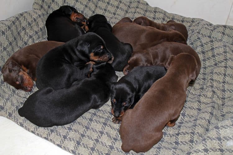 3 week old dobe pups black and rust, red and rust; champion sired