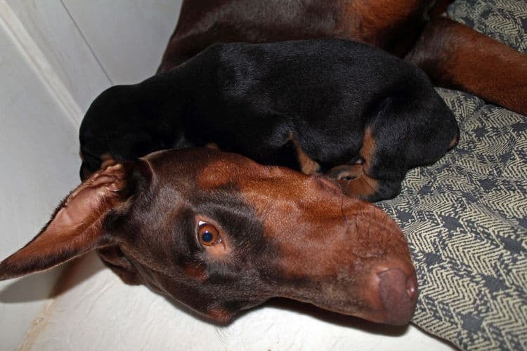 3 week old dobe pups black and rust, red and rust; champion sired