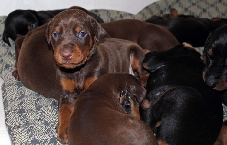 3 week old dobe pups black and rust, red and rust; champion sired