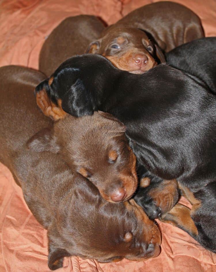 3 week old dobe pups black and rust, red and rust; champion sired