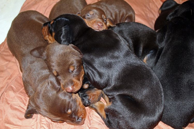 3 week old dobe pups black and rust, red and rust; champion sired