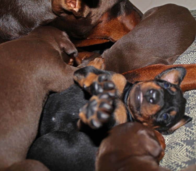 3 week old dobe pups black and rust, red and rust; champion sired