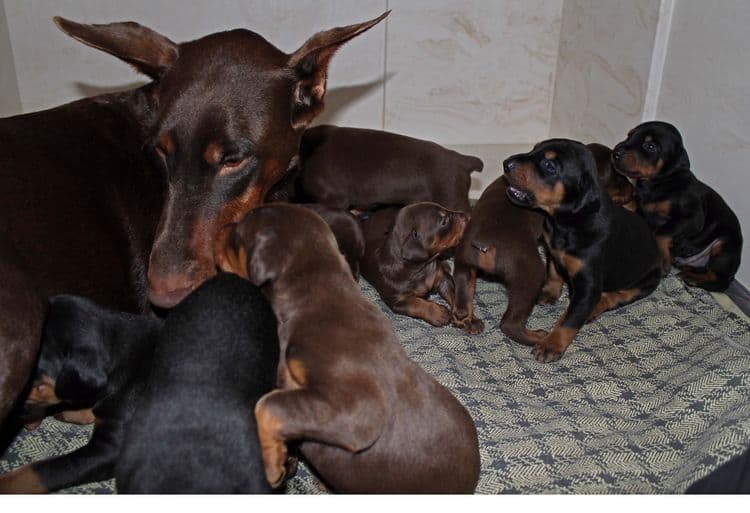 3 week old dobe pups black and rust, red and rust; champion sired