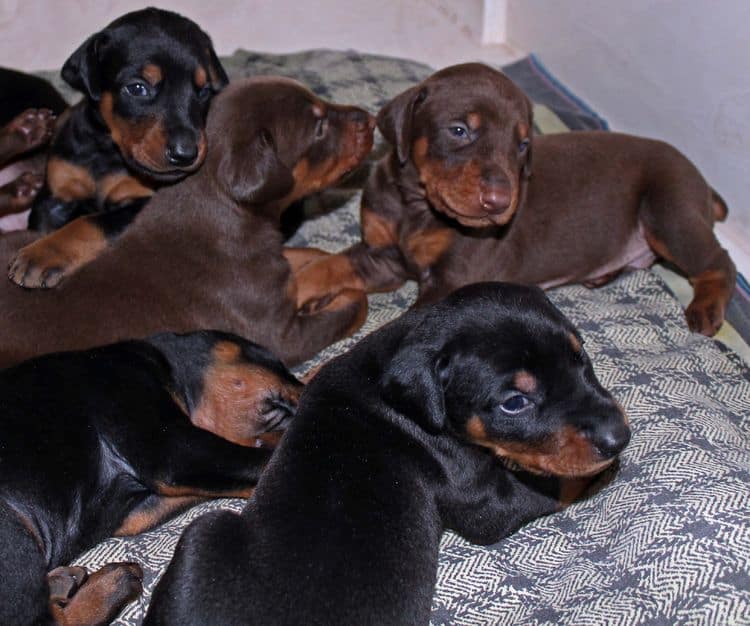 2 week old dobie pups black and rust, red and rust; champion sired