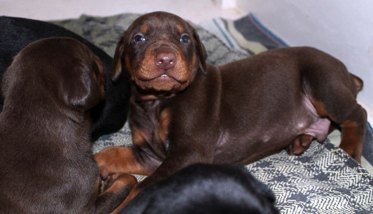 3 week old dobe pups black and rust, red and rust; champion sired