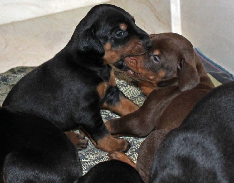 3 week old dobe pups black and rust, red and rust; champion sired