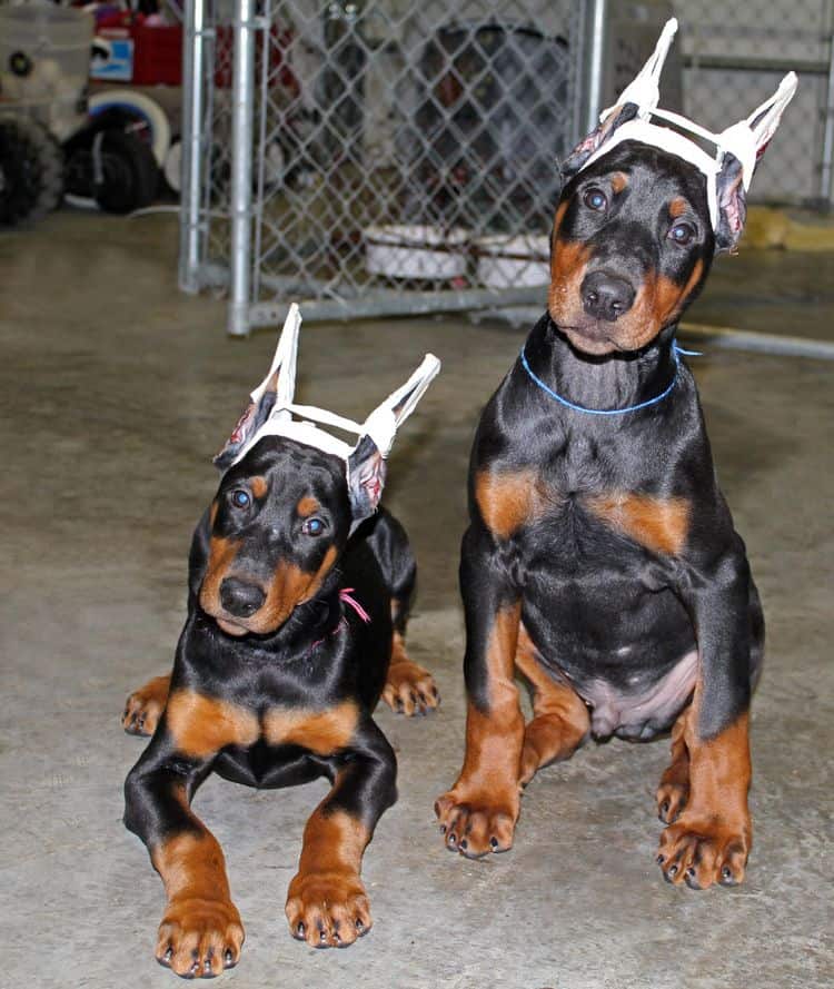 cropped black and rust female doberman puppy - trip to vet; champion sired