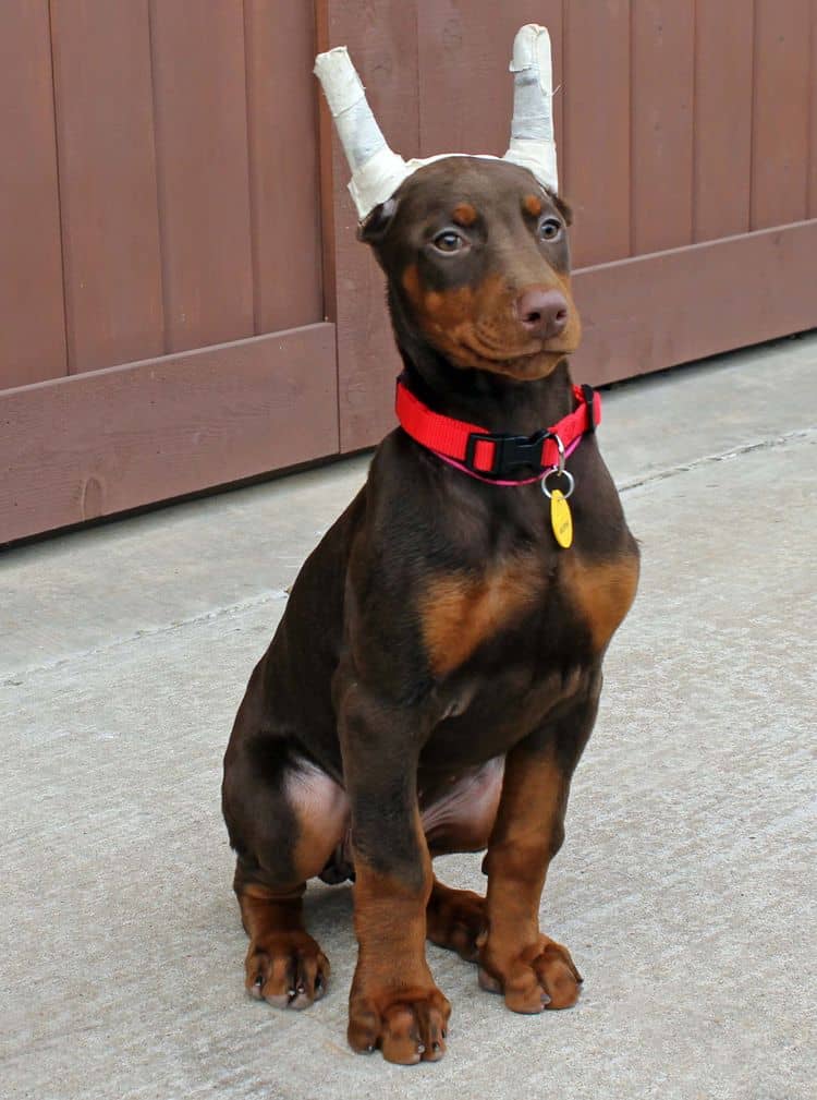 red and rust female doberman puppy ready to go home