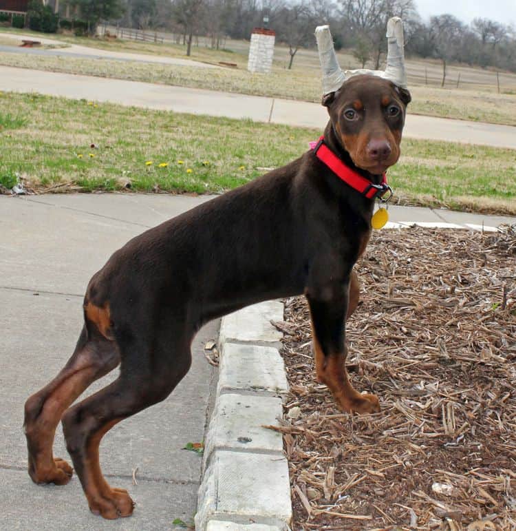 red and rust female doberman puppy ready to go home