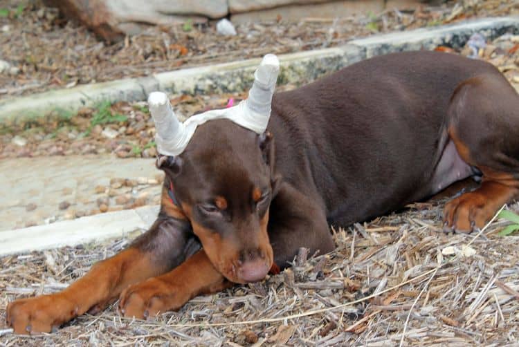 red and rust female doberman puppy ready to go home