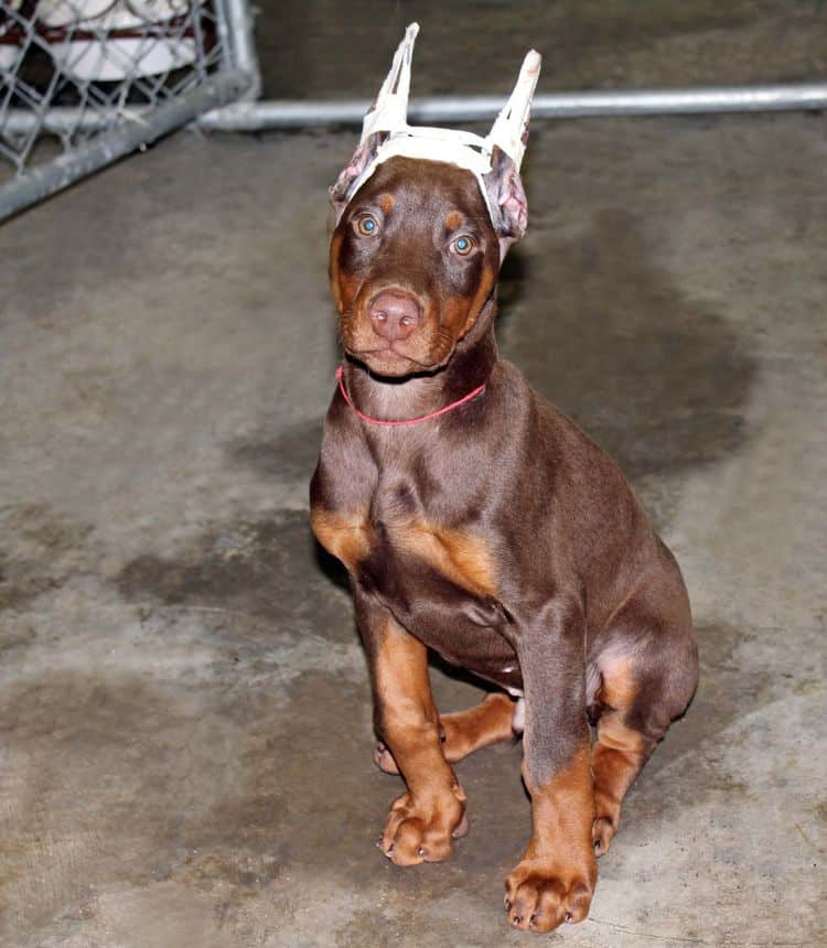 red and rust male doberman pup with ears cropped; champion sired