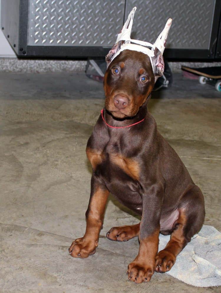 red and rust male doberman pup with ears cropped; champion sired