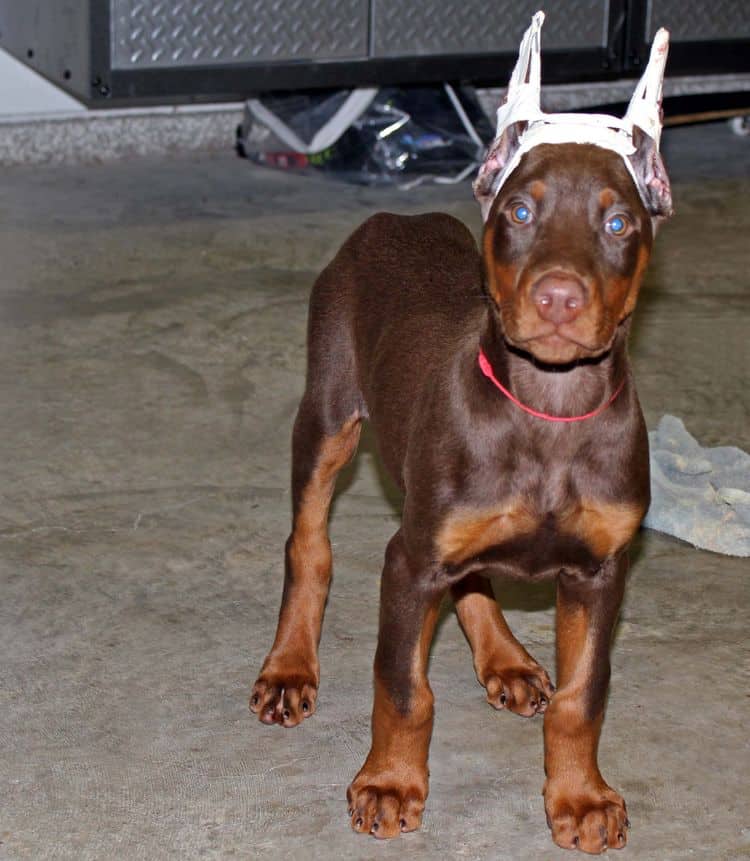 red and rust male doberman pup with ears cropped; champion sired