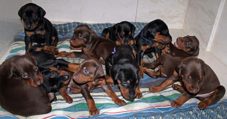 4 week old doberman pups black and rust, red and rust; champion sired