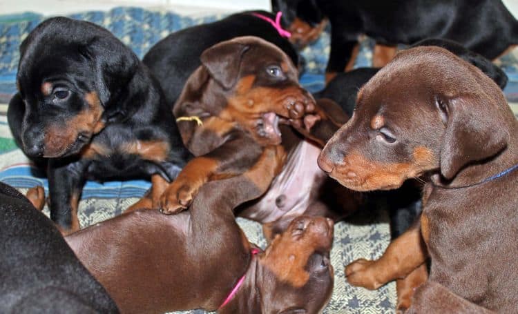 4 week old doberman pups black and rust, red and rust; champion sired