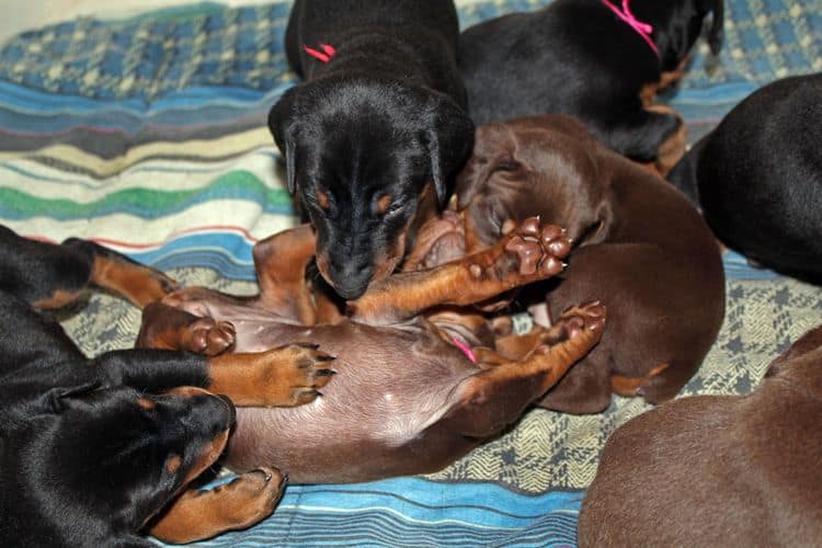 4 week old doberman pups black and rust, red and rust; champion sired