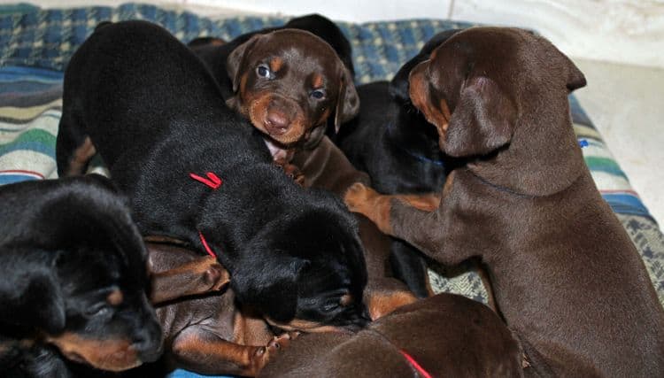 4 week old doberman pups black and rust, red and rust; champion sired