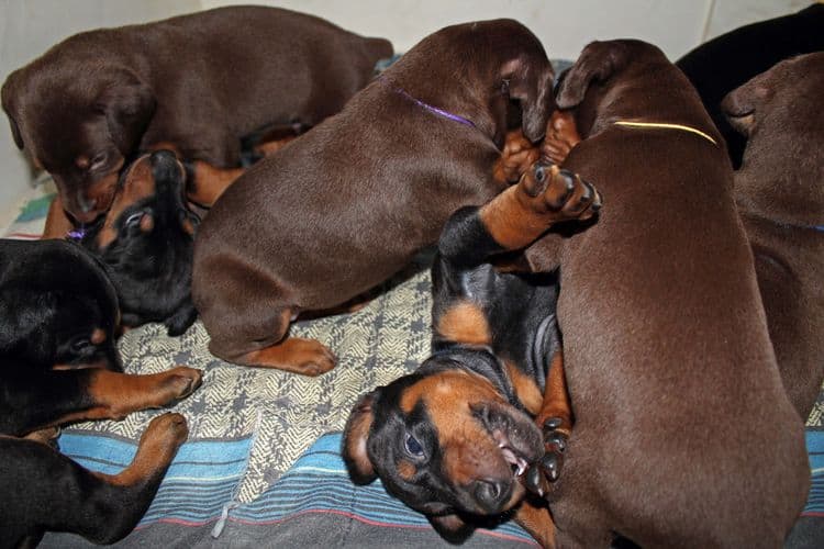 4 week old doberman pups black and rust, red and rust; champion sired