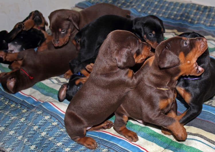 4 week old doberman pups black and rust, red and rust; champion sired