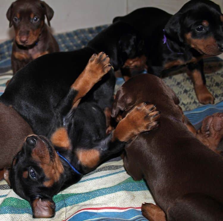 4 week old doberman pups black and rust, red and rust; champion sired