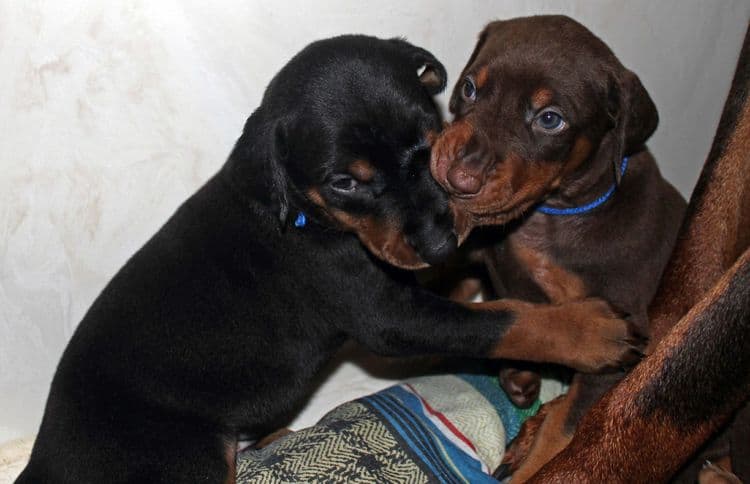 4 week old doberman pups black and rust, red and rust; champion sired