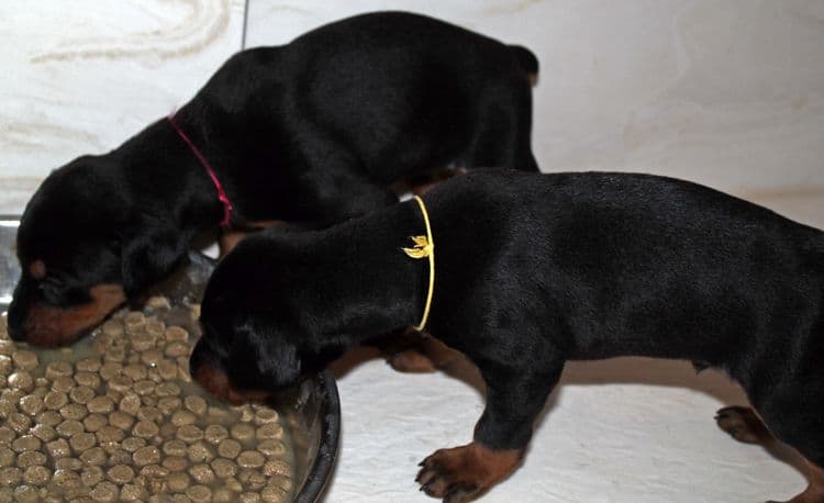 4 week old doberman pups black and rust, red and rust; champion sired