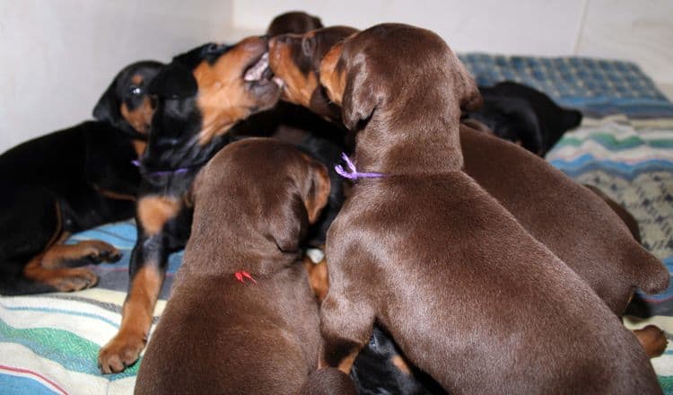 4 week old doberman pups black and rust, red and rust; champion sired