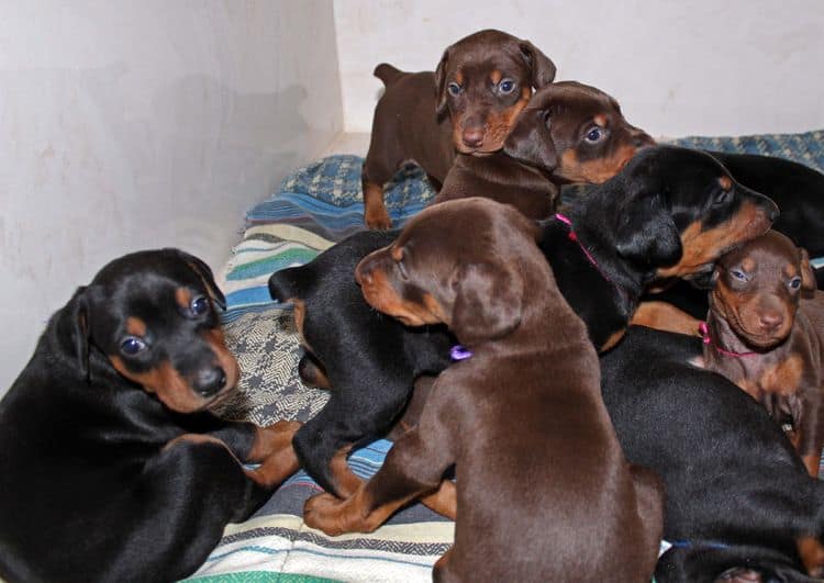 4 week old doberman pups black and rust, red and rust; champion sired