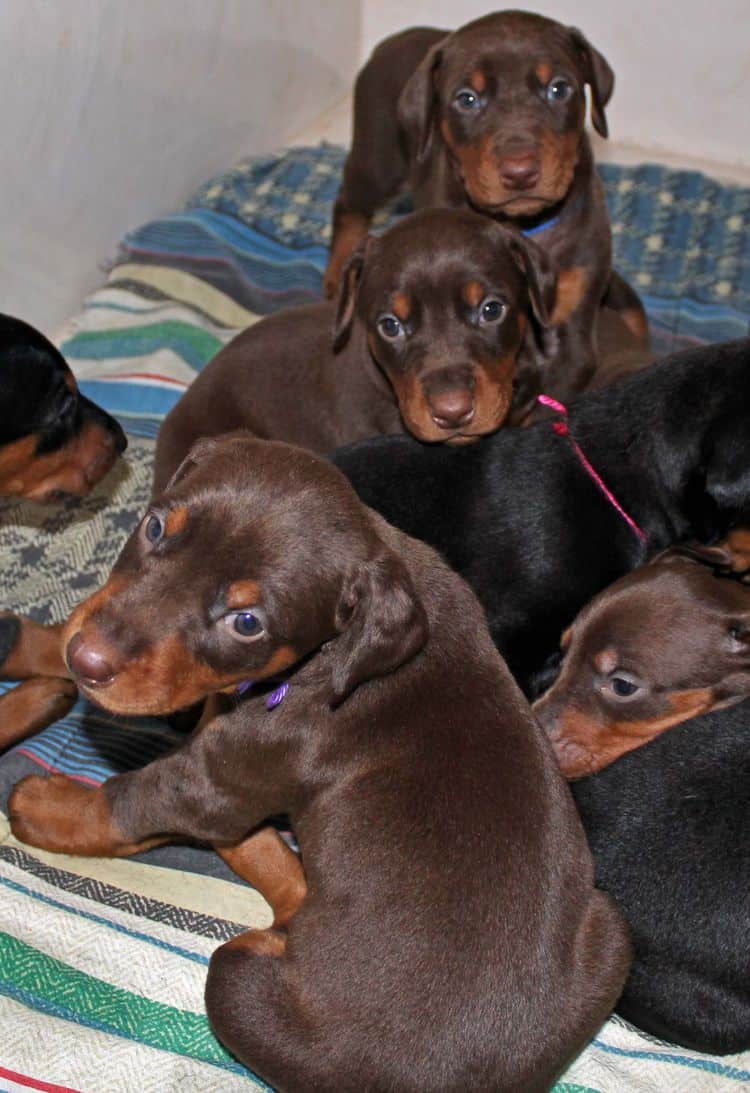 4 week old doberman pups black and rust, red and rust; champion sired