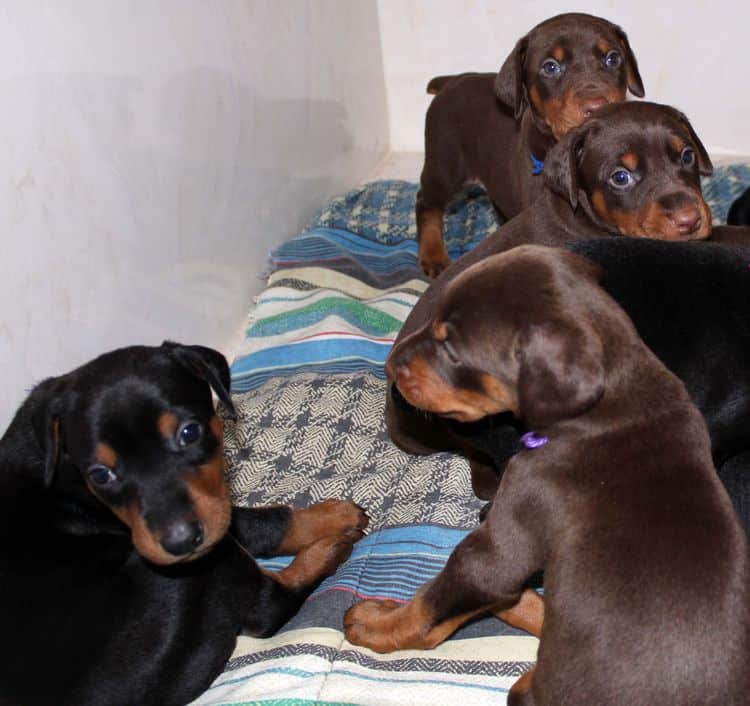 4 week old doberman pups black and rust, red and rust; champion sired