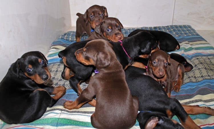 4 week old doberman pups black and rust, red and rust; champion sired